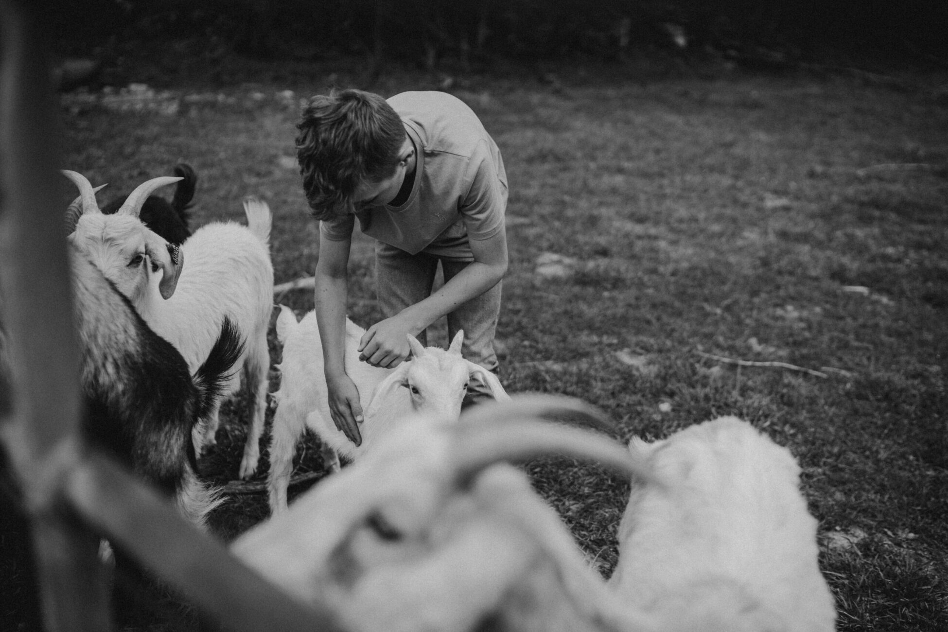 nashville maternity photographer highland cow goats farm homestead
