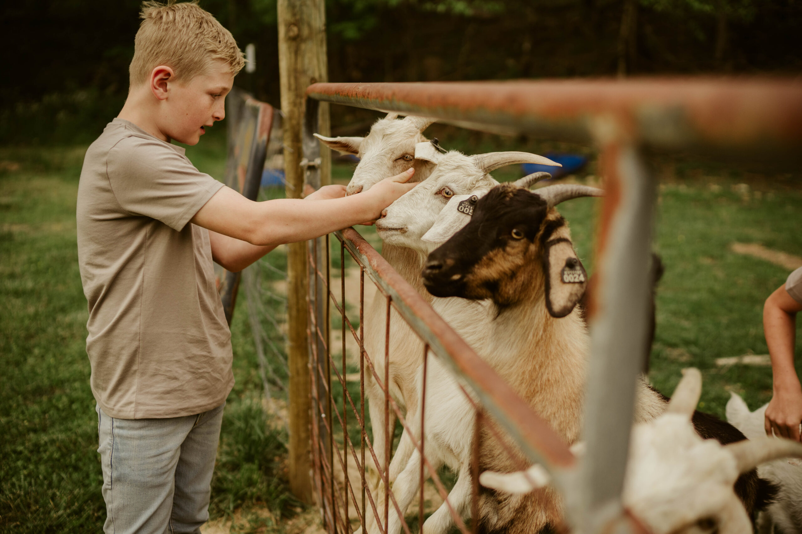 nashville maternity photographer highland cow goats farm homestead 