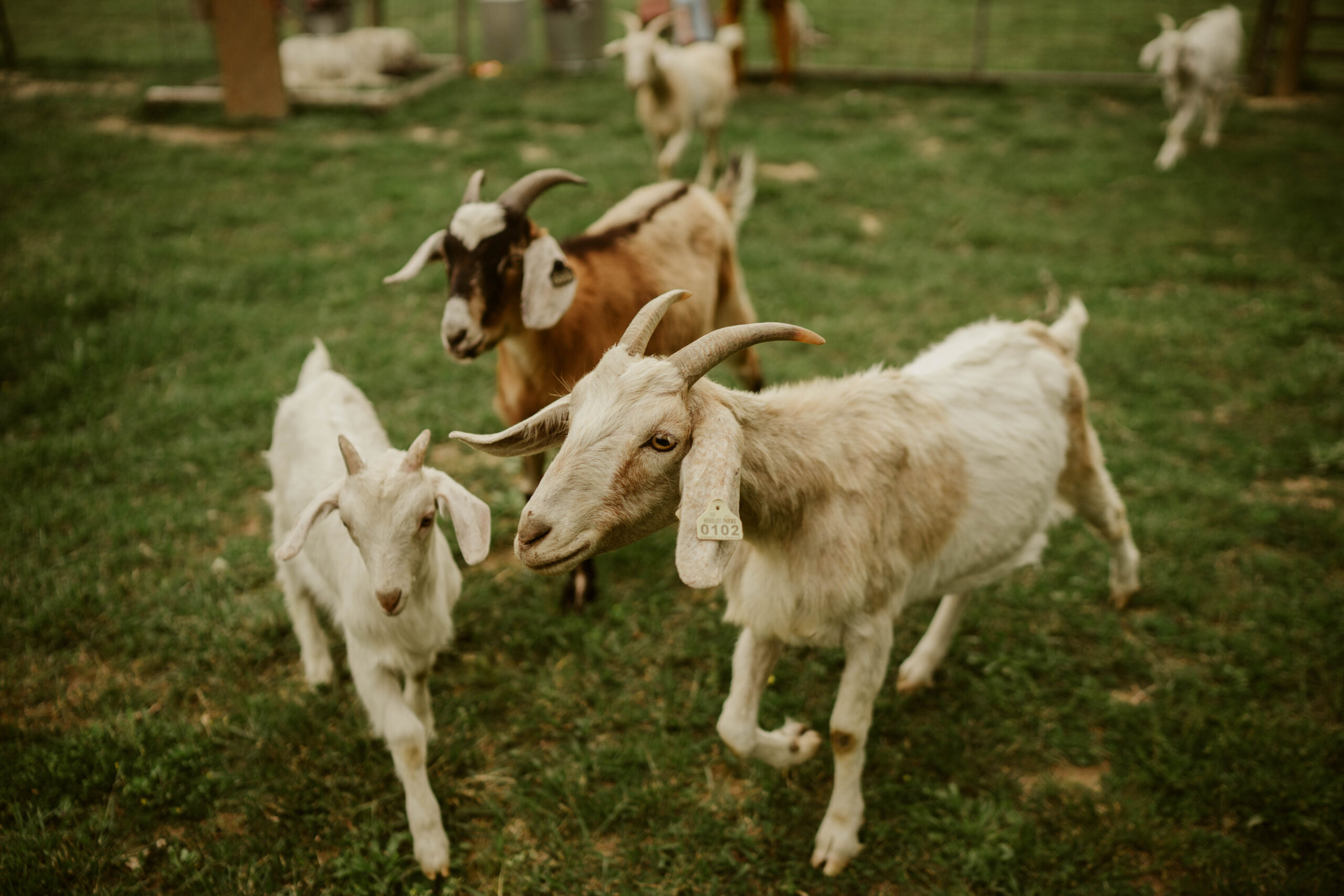 nashville maternity photographer highland cow goats farm homestead 